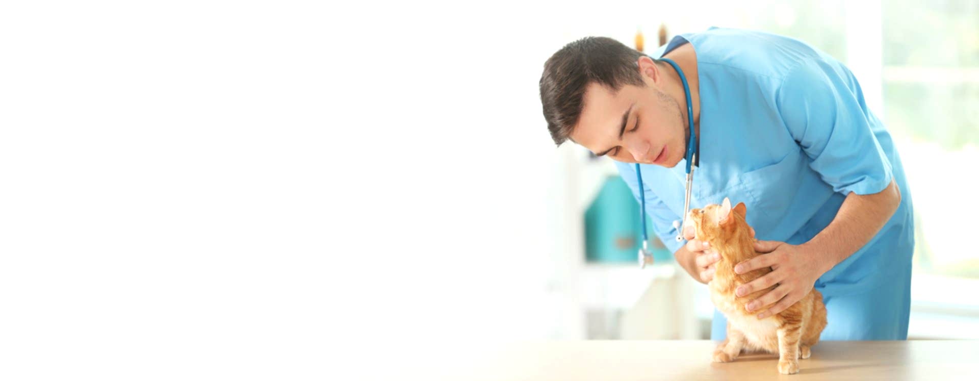 Современная<br />
<span>ветеринарная клиника</span>