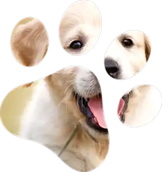 Ветеринарная аптека