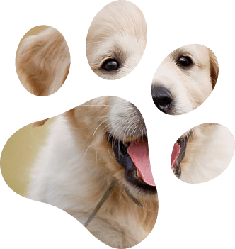 Необходимость вакцинации