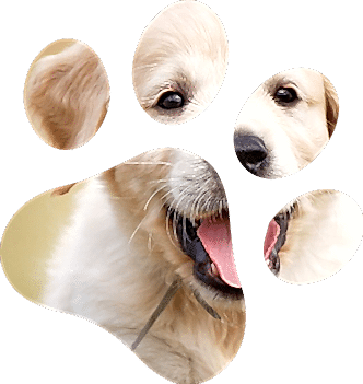 Симптомы и диагностика абдоминальной патологии