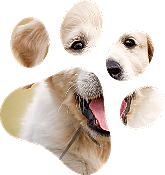 Симптомы вирусных инфекций