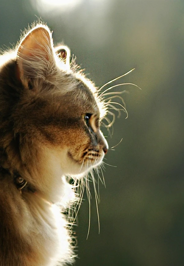 Зоомагазин